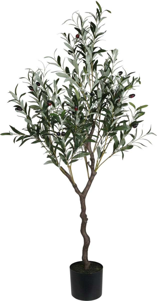 Homesmiths Olive Tree In Pot 120 cm