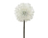 Homesmiths Flower On Stem Plastic White