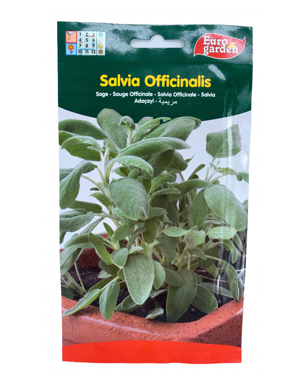 Euro Garden Salvia Sage