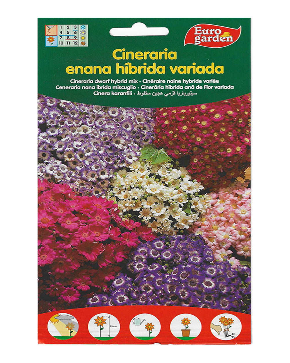 Euro Garden Cineraria Hybride