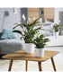 SK Delphi Flower Pot 20cm White