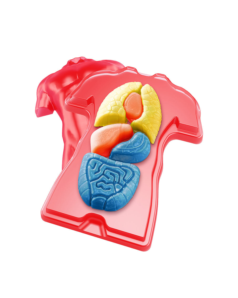 Thames & Kosmos Gross Anatomy STEM Experiment Kit