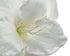 Homesmiths Flower Amaryllis On Stem Polyester White