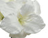 Homesmiths Flower Amaryllis On Stem Polyester White