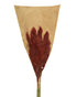 Homesmiths Plume Natural Red