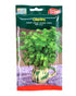 Euro Garden Coriander seeds