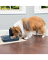 Petsafe Digital Two Meal Pet Feeder
