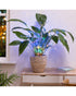 Homesmiths Outdoor Micro LED Plant Lights Steady RGB