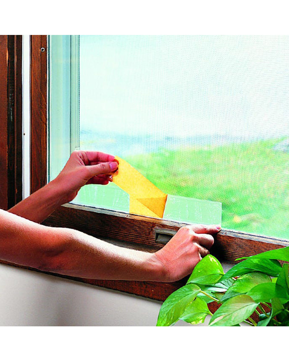 Terro Window Fly Traps