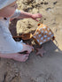 Swim Essentials Sea Stars Silicone Beach Set